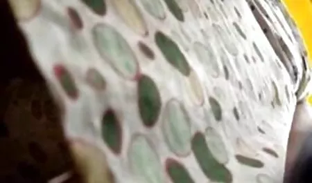 எமிலி அடிசன் நேசிக்கிறார் எல்லா மிலானோ ஆபாச 3ஜி லெஸ்பியன்